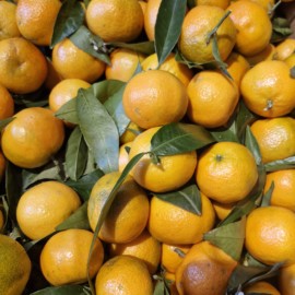 CLEMENTINE CORSE